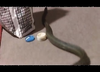 Abusée par des malfrats devant son mari impuissant